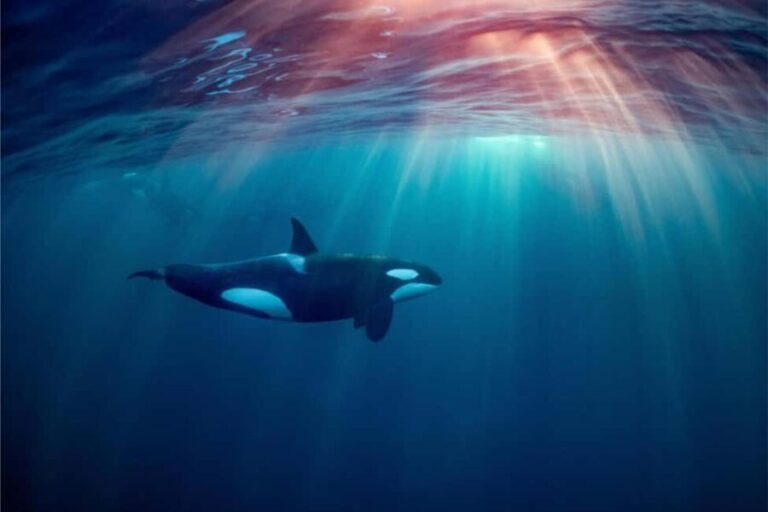 Skjervøy: Whale-Watching RIB Tour (No transfer from Tromso) - Detailed Breakdown of the Tour