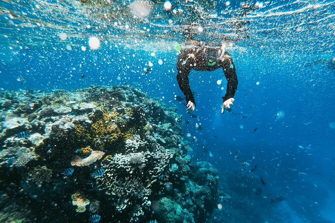 Snorkeling Adventure in La Jolla - The Value of the Experience