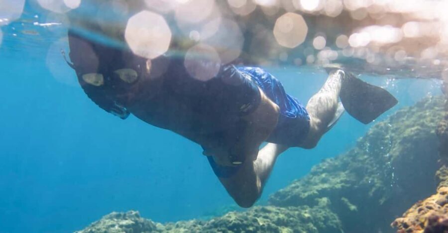Snorkelling & Marine Biology Experience in the Cinque Terre - The Marine Environment in Focus