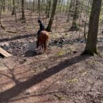 Söderåsens Nationalpark: 2,5h horse back ride - The Ride: Trails, Terrain, and Scenic Highlights