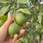 Sorrento: Lemon Tour & Limoncello Spritz Workshop - Why This Tour Is Worth It