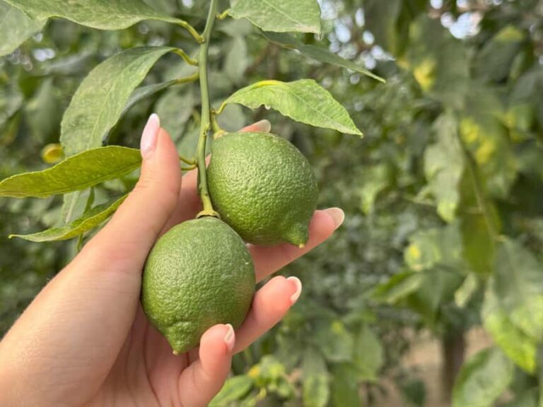 Sorrento: Lemon Tour & Limoncello Spritz Workshop - Why This Tour Is Worth It