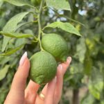Sorrento: Lemon Tour with Limoncello Tasting - Why This Tour Is Worth It