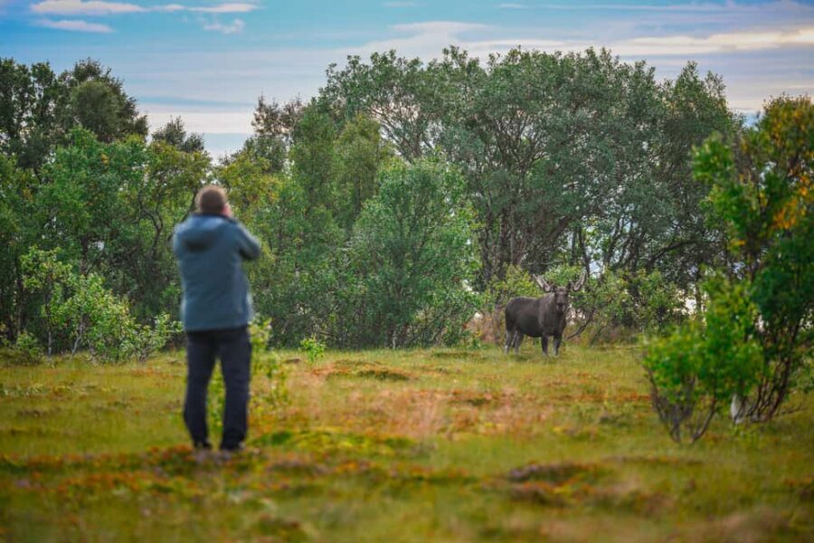 Sortland: Guided Arctic Moose Safari by Car - The Itinerary Breakdown