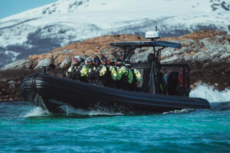Sortland: Trollfjord RIB Boat Tour - Who Will Love This Tour?