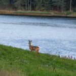Stockholm: Wildlife Tour With Dinner and Short Hike - The Itinerary: What to Expect