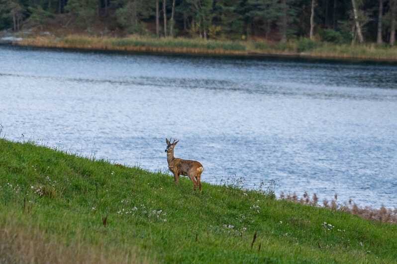 Stockholm: Wildlife Tour With Dinner and Short Hike - The Itinerary: What to Expect