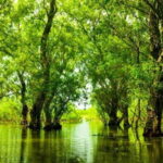 Sulina: Letea Forest Day Trip - The Itinerary in Detail: What to Expect