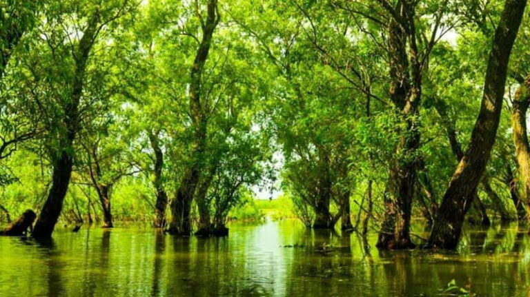 Sulina: Letea Forest Day Trip - The Itinerary in Detail: What to Expect