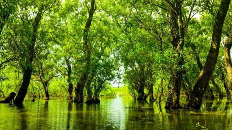 Sulina: Letea Forest Day Trip - The Itinerary in Detail: What to Expect