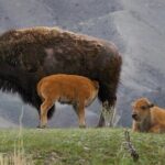 Sunset Hayden Valley Wildlife Safari | Catered Dinner | PRIVATE - FAQs