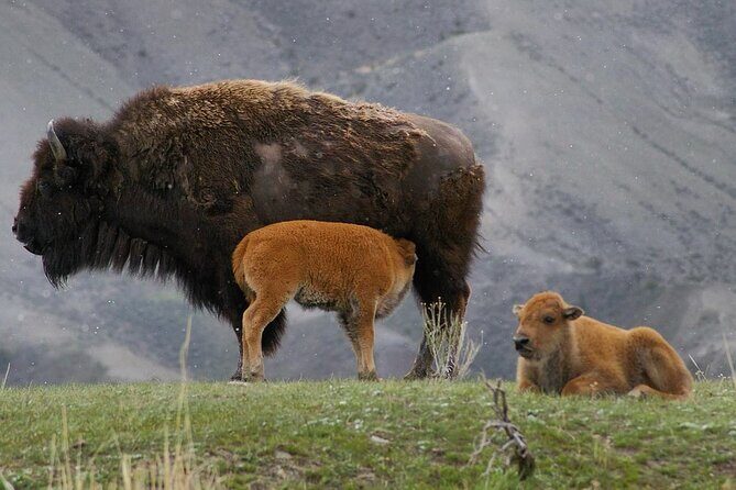 Sunset Hayden Valley Wildlife Safari | Catered Dinner | PRIVATE - FAQs