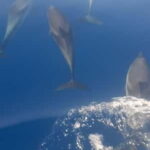 Sunset tour in search of dolphins with aperitif - An Overview of the Experience