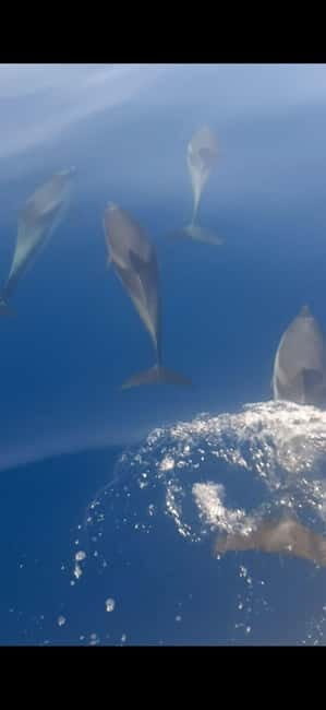 Sunset tour in search of dolphins with aperitif - An Overview of the Experience