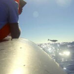 Sunset Trip + Dolphin & Whale Watching - Speed Boat - The Value of the Experience