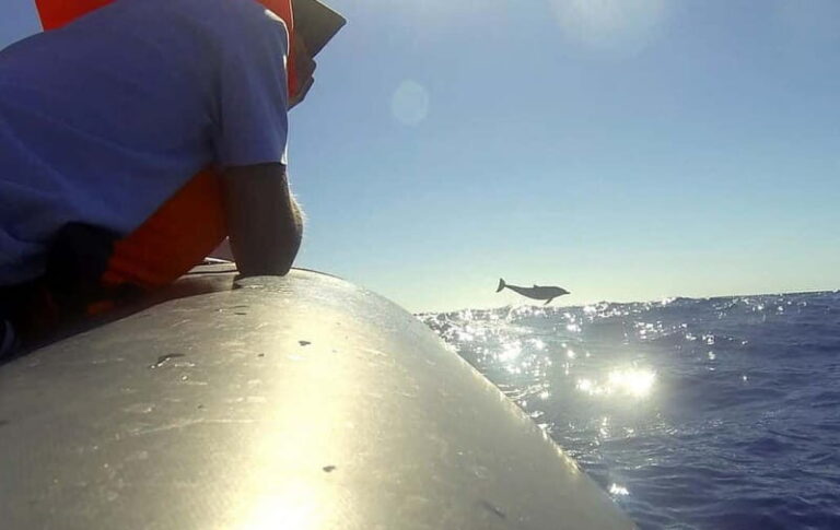 Sunset Trip + Dolphin & Whale Watching - Speed Boat - The Value of the Experience