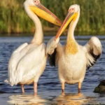 SUPER TOUR: Day Trip to Danube Delta - What’s Included and What’s Not