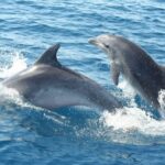 TAORMINA: TOUR IN CATAMARANO A ISOLABELLA CON APERITIVO - The Itinerary in Detail