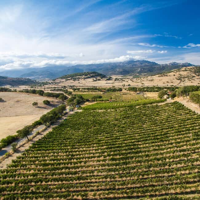 Taste Gallura: Try our products and discover our winery. - Why You Should Consider This Tour