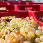 Tasting in the Colli di Luni - What You Can Expect from This Experience