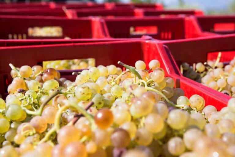 Tasting in the Colli di Luni - What You Can Expect from This Experience