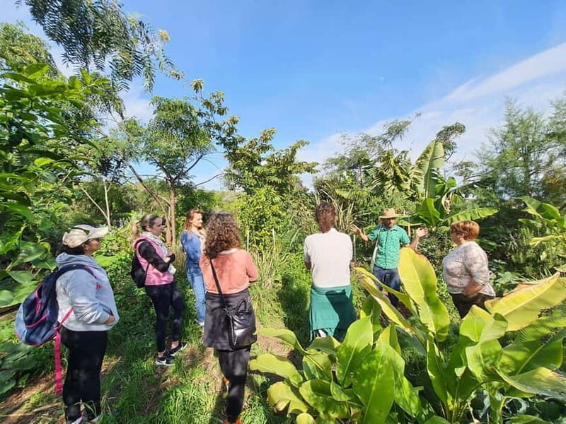 Tenerife: A tour in a food forest and a vanilla cultivation - Who Is This Tour Best For?