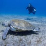 Tenerife: Beginner Scuba Dive Experience with Small Groups - Value and Booking Considerations