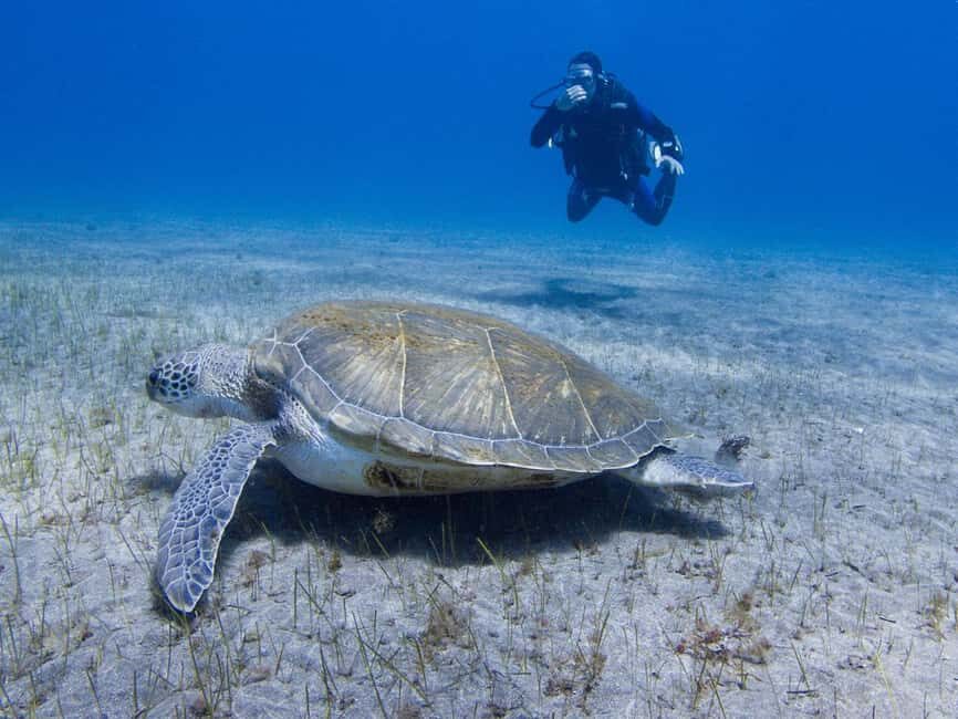 Tenerife: Beginner Scuba Dive Experience with Small Groups - Value and Booking Considerations