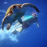 Tenerife: Kayak and Snorkel with Turtles with Free Videos - The Itinerary: What to Expect from Start to Finish