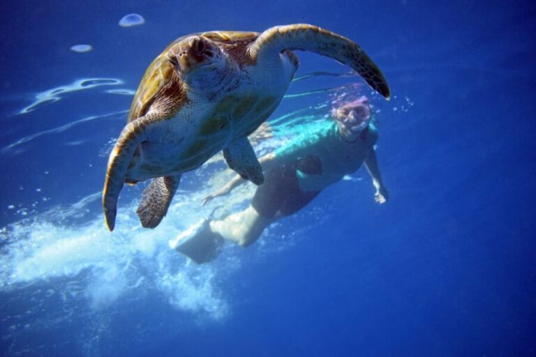 Tenerife: Kayak and Snorkel with Turtles with Free Videos - The Itinerary: What to Expect from Start to Finish