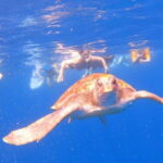 Tenerife: kayak tour with animals and underwater scooters - Who is this tour for?