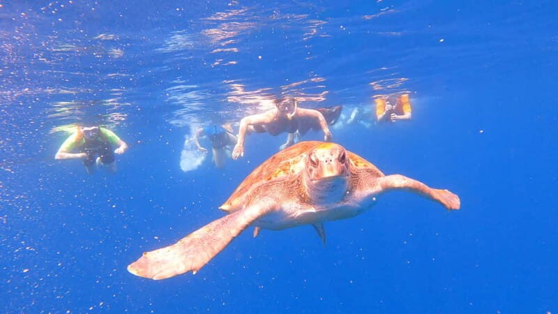 Tenerife: kayak tour with animals and underwater scooters - Who is this tour for?