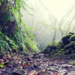 Tenerife: La Laguna & Anaga hike - The Sum Up