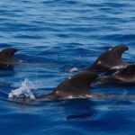 Tenerife: Ocean Pack Jet Ski and Yacht Whale Watching - The Experience Breakdown