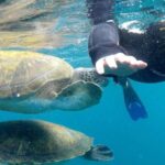 Tenerife: Snorkeling Trip in a Turtle Habitat - What’s Included and What to Consider