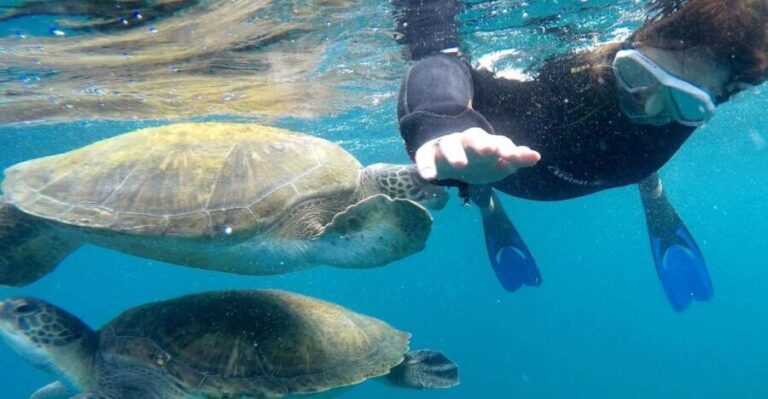 Tenerife: Snorkeling Trip in a Turtle Habitat - What’s Included and What to Consider