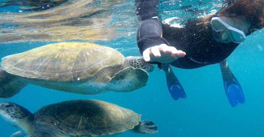 Tenerife: Snorkeling Trip in a Turtle Habitat - What’s Included and What to Consider