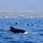 Tenerife Whale Watching and Snorkeling Yacht Trip - The Itinerary Breakdown