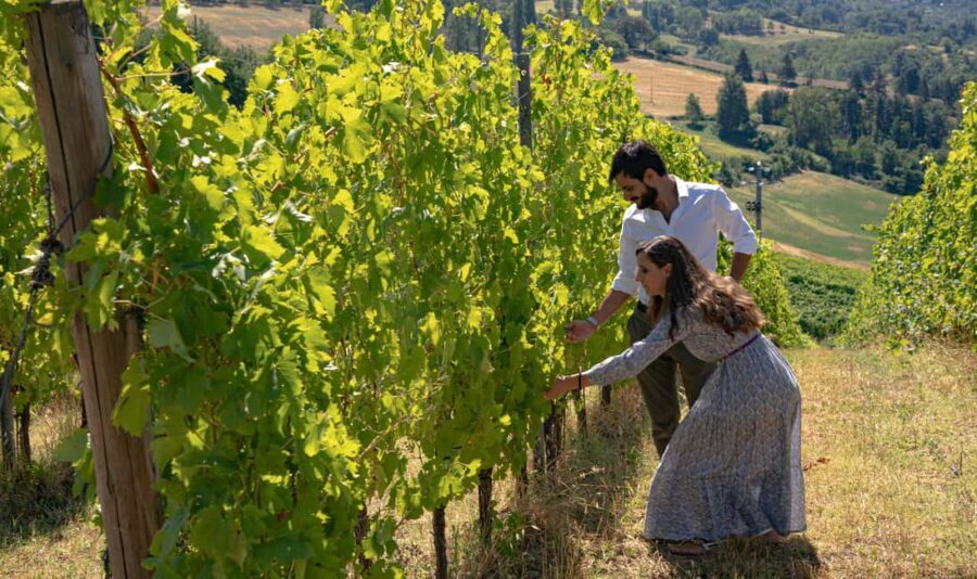Tenuta Bonzara - Tour and wine tasting in the hills of Bologna - What to Expect from the Tenuta Bonzara Experience