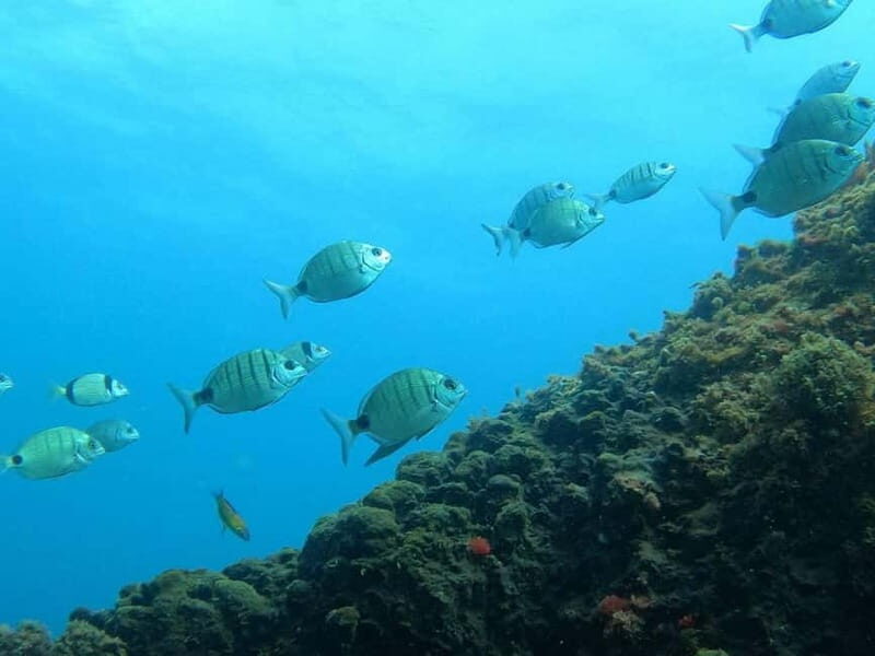 Terceira Island: Snorkeling Adventure - What to Expect from the Tour