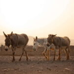 The Animal Academy - Shelter Tour - Practical Details and Tips for Visiting