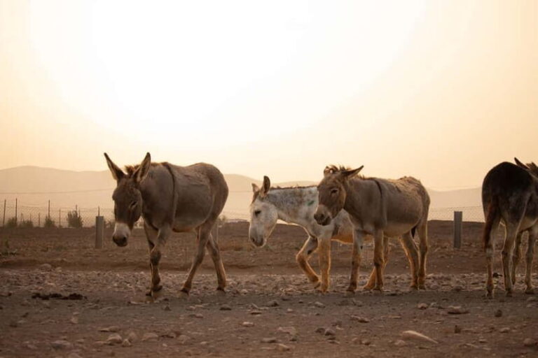 The Animal Academy - Shelter Tour - Practical Details and Tips for Visiting