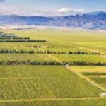 The largest winery in Montenegro: private tour & transport - Overall Value and Practical Tips