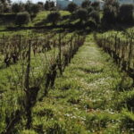 Tomar: Wine Picnic for Two - The Experience: What to Expect