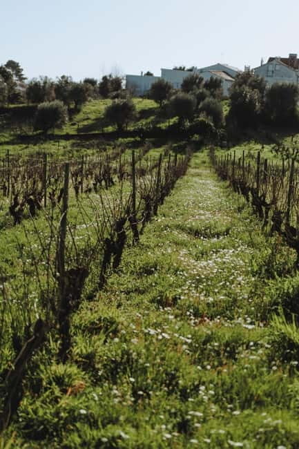 Tomar: Wine Picnic for Two - The Experience: What to Expect