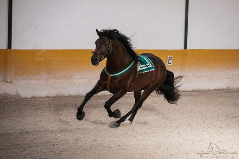 Torremolinos: Spanish horse show and flamenco with dinner option - Who Will Love This Tour?