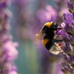 Tour of the Bandol and Côtes de Provence vineyards + Lunch - The Sum Up