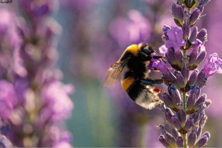 Tour of the Bandol and Côtes de Provence vineyards + Lunch - The Sum Up