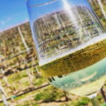 Tour & Tasting at Cantine Capitani - Why this tour is worth your time