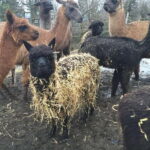 Triesenberg: Private hike with our llamas - Why This Tour Works